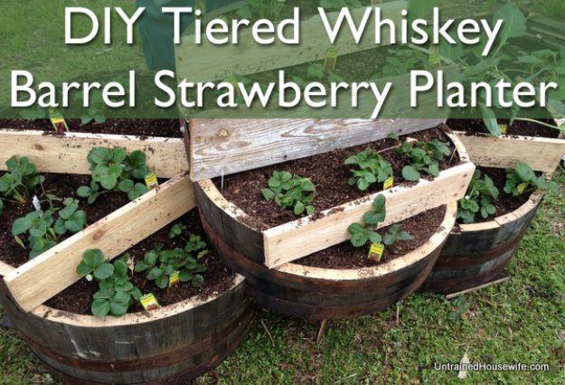 Tiered whiskey barrel strawberry planter with three cut barrel sections fanned open and strawberry plants at each level