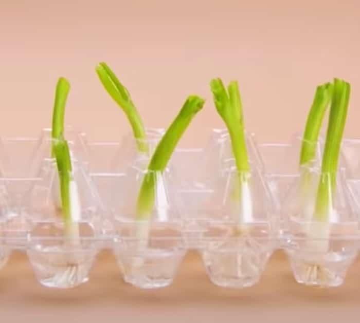 Gardening Hacks: How To Replant Vegetables s | DIY Hacks