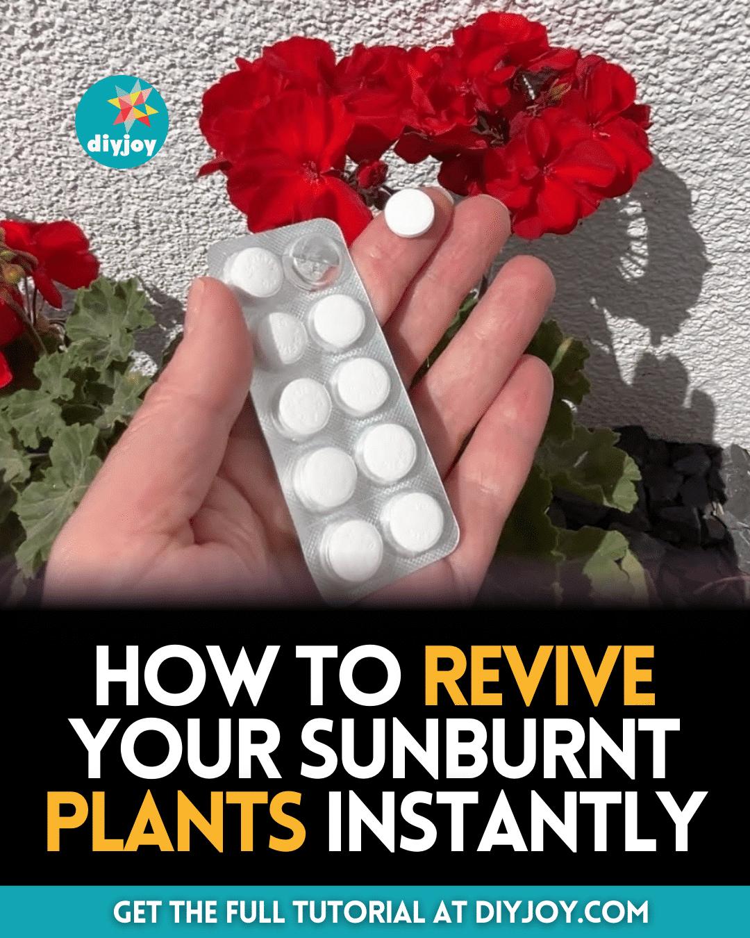How to Revive Your Sunburnt Plants Instantly