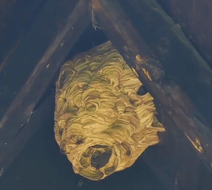 How to Get Rid of Wasp Nests Safely