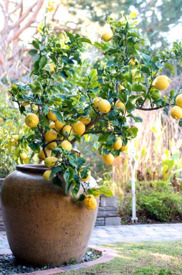 Lemon tree for container gardening, a mature lemon tree heavy with yellow fruit growing in a large glazed brown urn