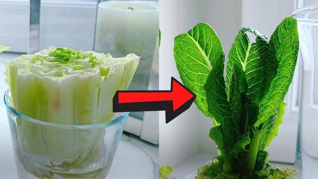 How to Regrow Lettuce With Just Water