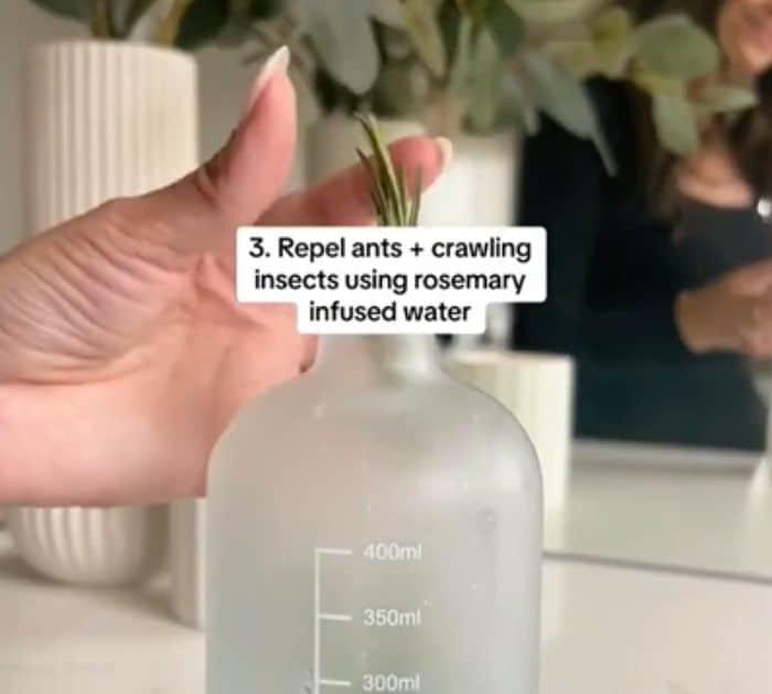 How to Repel Ants and Insects