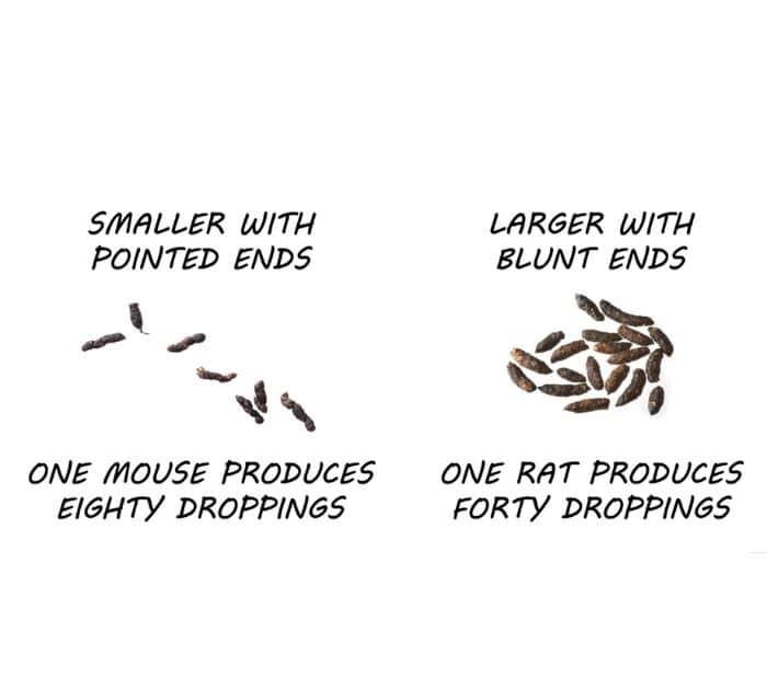 How to Get Rid of House Mice in 4 Easy Steps Tutorial