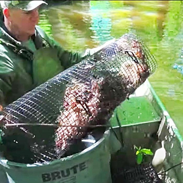 How To Bait Traps For Crawfish - Song Of The South - Cajun Lifestyle - Creole Cooking Ideas