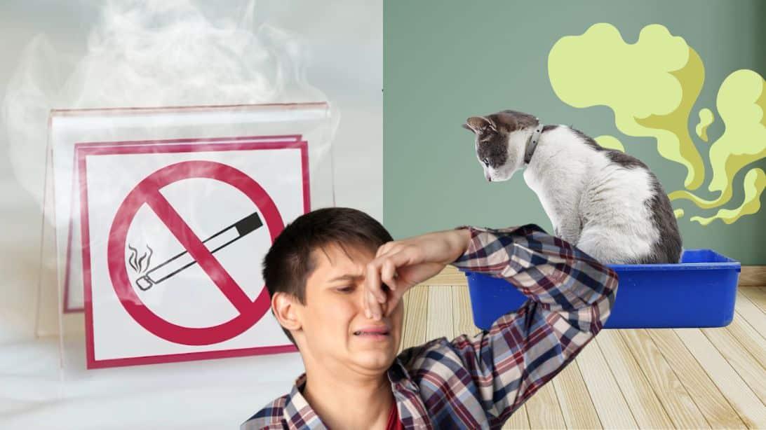 Odor Eliminator (Cigarettes, Pet Urine, Soccer Shoes)