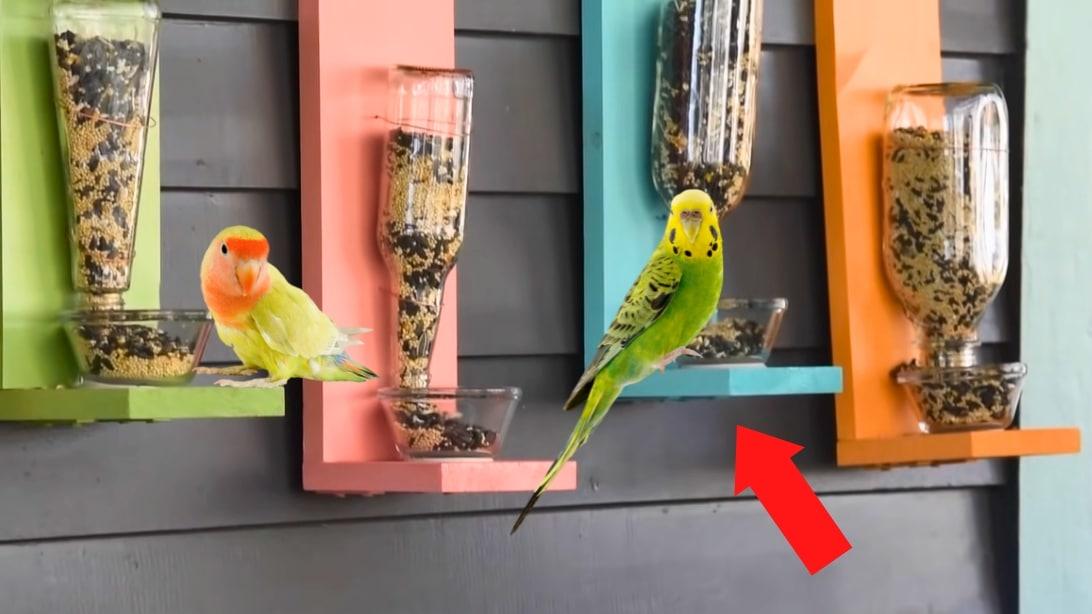 DIY Bird Feeder