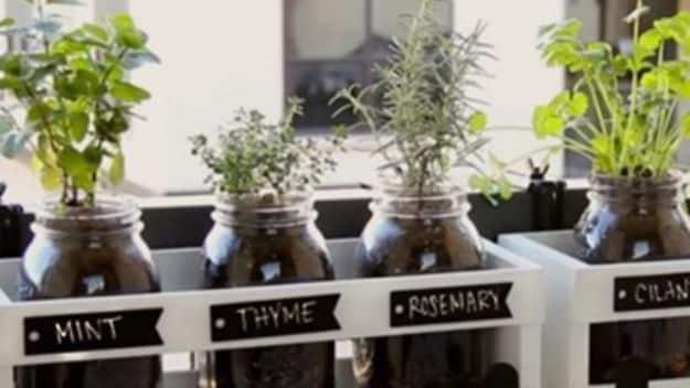 Mason jar herb garden with mint thyme rosemary and cilantro in labelled glass jars set in a white wooden window tray
