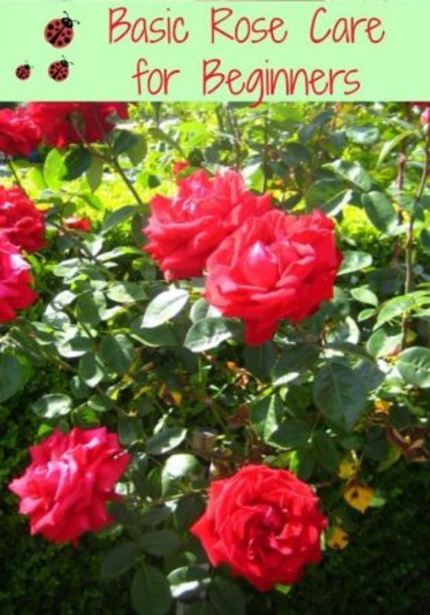 Basic Rose Care, friendly for a beginner without a green thumb yet and a routine that gets easier every time out