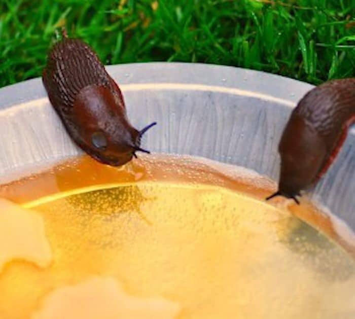 6 Proven Slug Control Methods Beer Trap