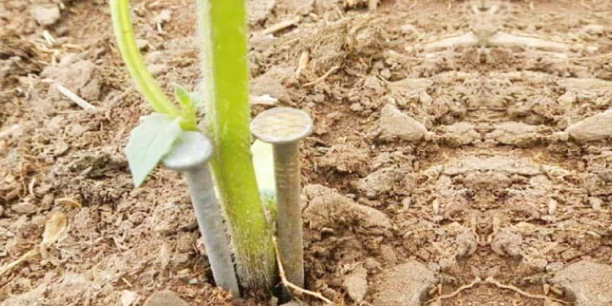 These Are Some Insanely Clever Gardening Tips And Rather Unique Ideas. Watch!