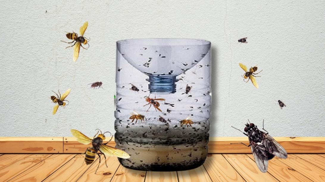 How to Make an Effective Hornet and Fly Trap