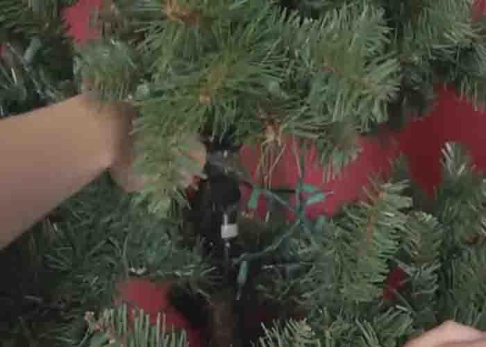 Putting the lights inside the tree to illuminate the inside
