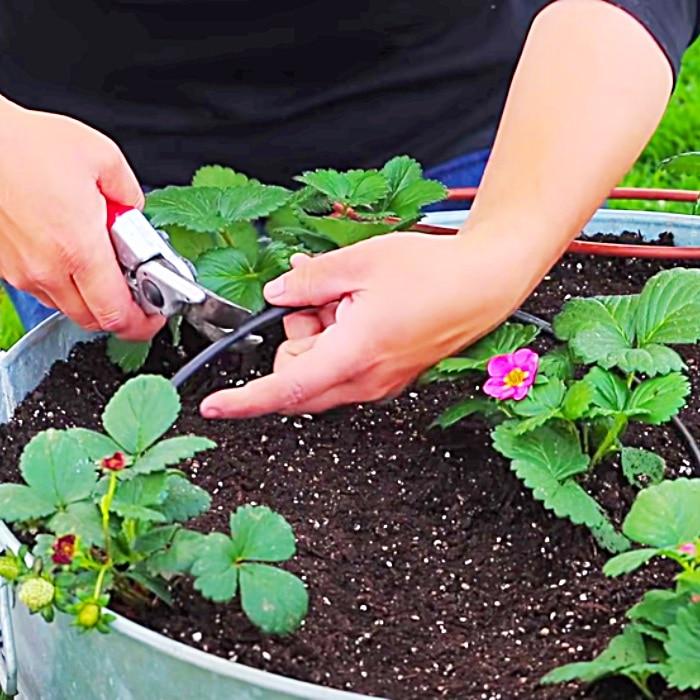 Grow Food At Home - Easy Ways To Grow Food - How To Grow Strawberries