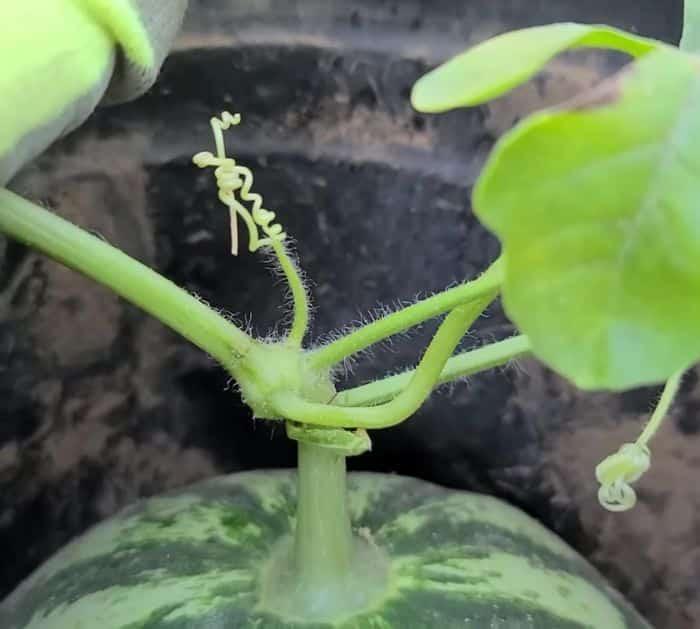 Easy Trick to Pick Ripe Watermelon