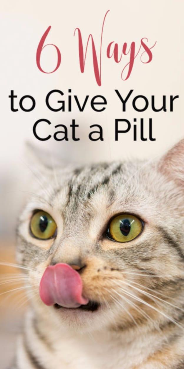 6 Ways To Give Your Cat A Pill, a clever pet solution, quick and cheap to try tonight and the fix worth remembering