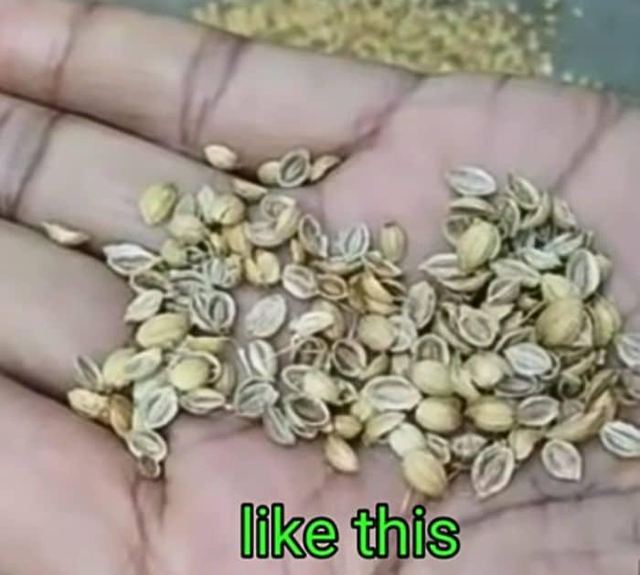 Magical Way to Grow Coriander in Just 5 Days Tip