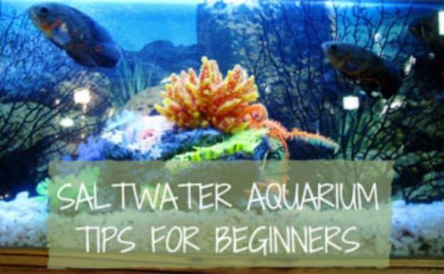 DIY saltwater aquarium scene with orange coral, rock and tropical fish under blue light inside a reef tank