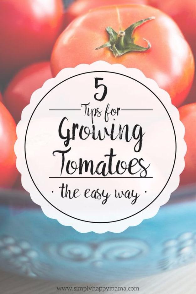 Tips For Growing Tomatoes, easy to keep up with in just a few minutes a week and soil that stays healthier over time