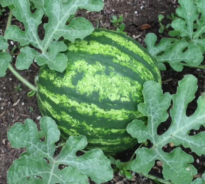 Easy Ripe Watermelon Picking Tips and Hacks