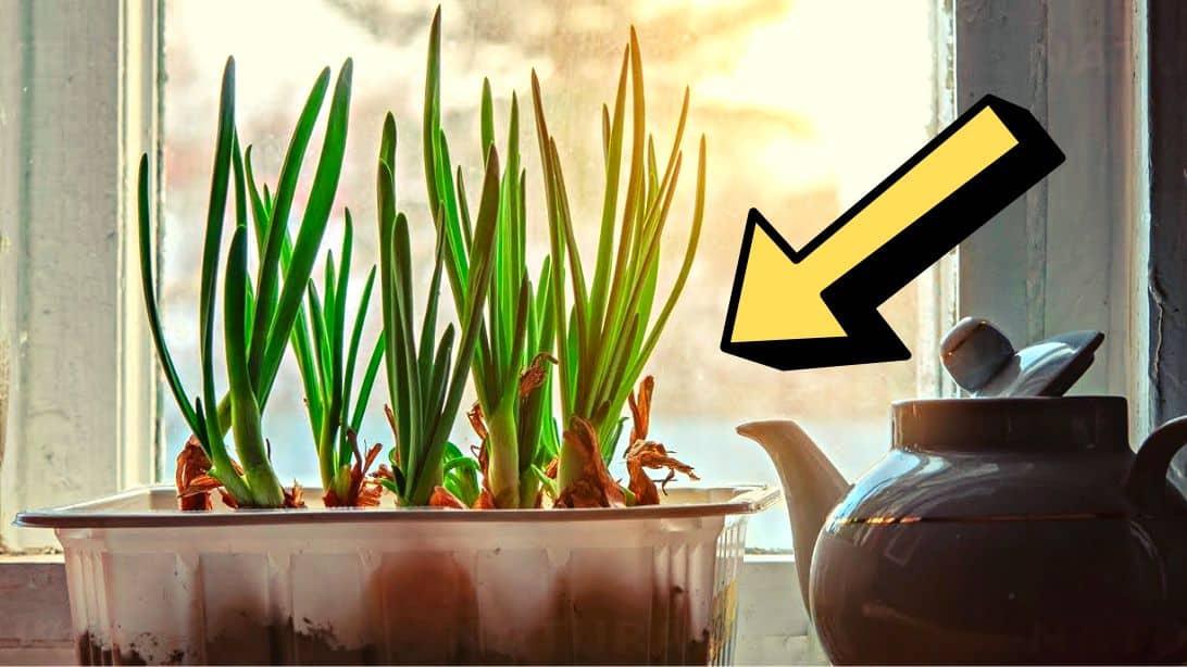 How to Grow Scallions or Green Onions Indoors