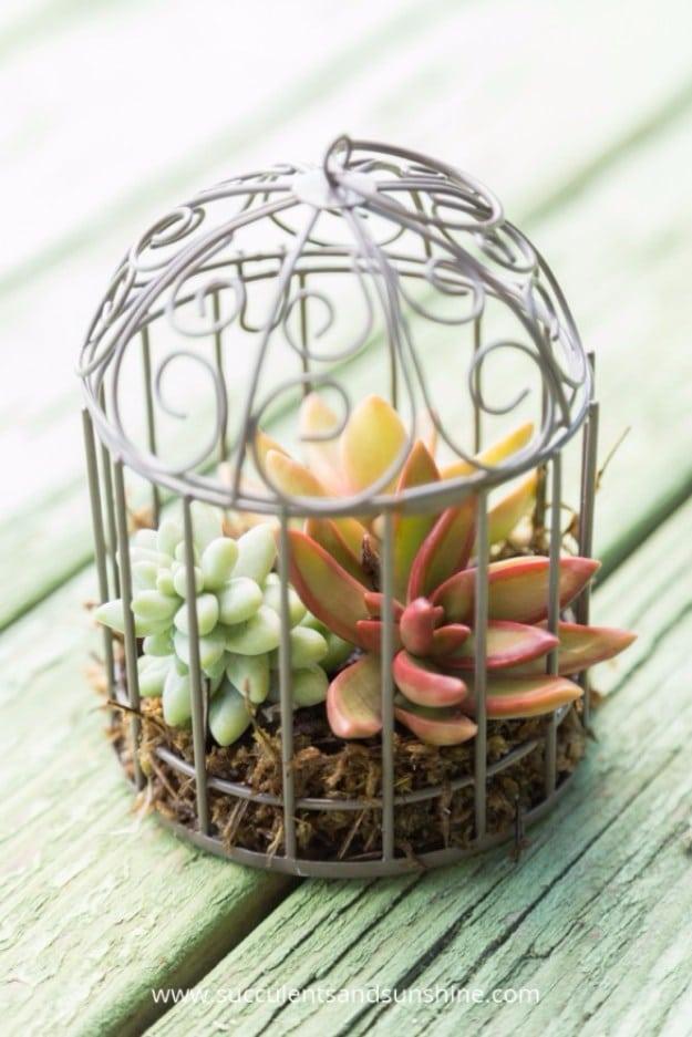 Miniature Succulent Bird Cages, a favorite from this collection and an idea worth trying before buying something new