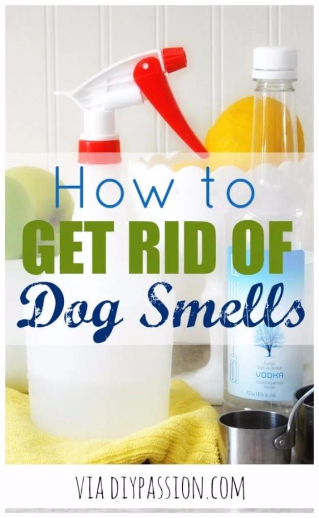 Get Rid Of Dog Smells, a clever trick worth remembering and a genuinely useful trick most people never think to try