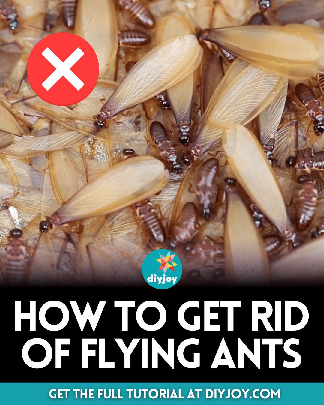 How to Get Rid of Flying Ants