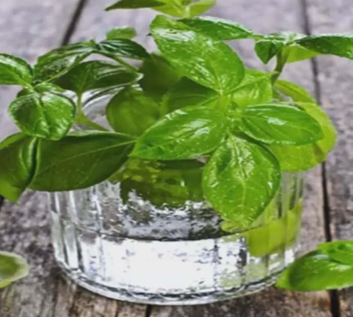 How to Grow Herbs Indoors
