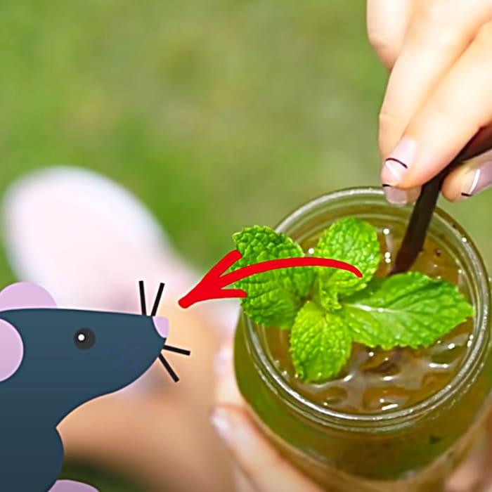 Natural Bug Spray - How To Rid The Home Of Mice - Homemade Mice Repellent