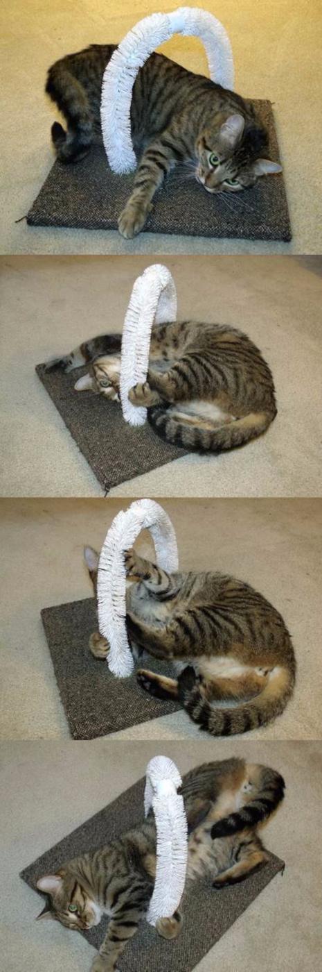 DIY Self PEtting Station For Your Cats, a clever pet solution, quick and cheap to try tonight and the fix worth remembering
