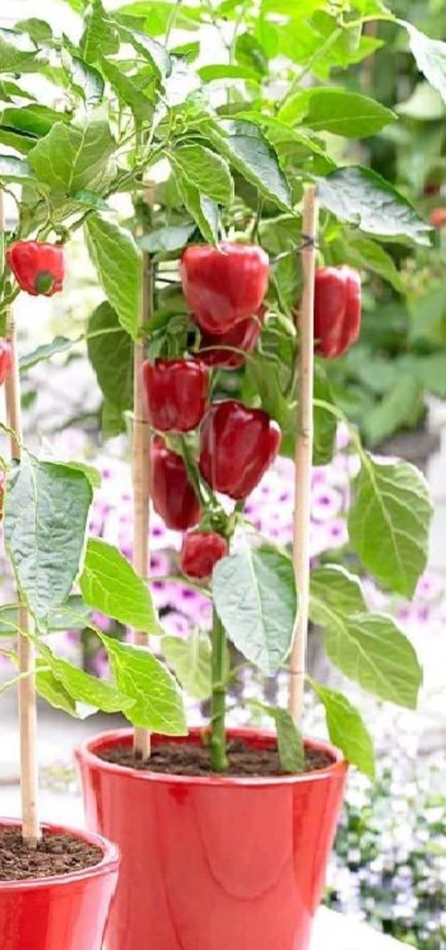 Grow bell peppers in pots, glossy red bell peppers hanging from a staked plant growing in a bright red container