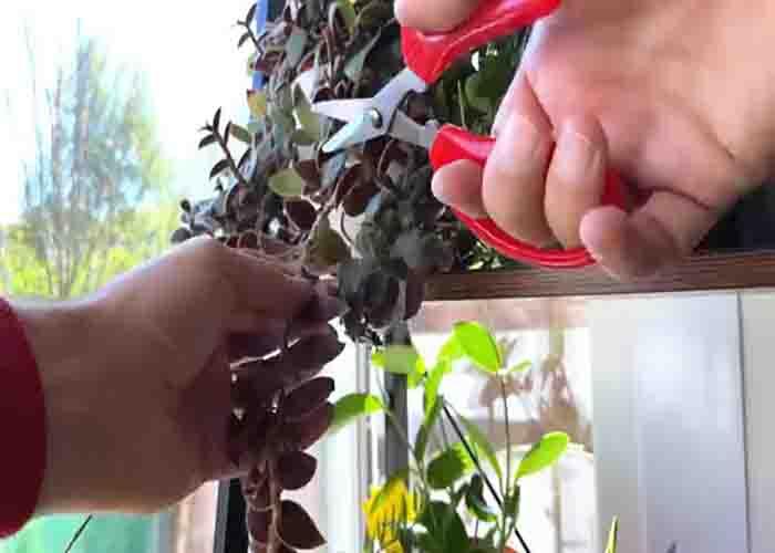 Pruning your plants regularly to keep them healthy