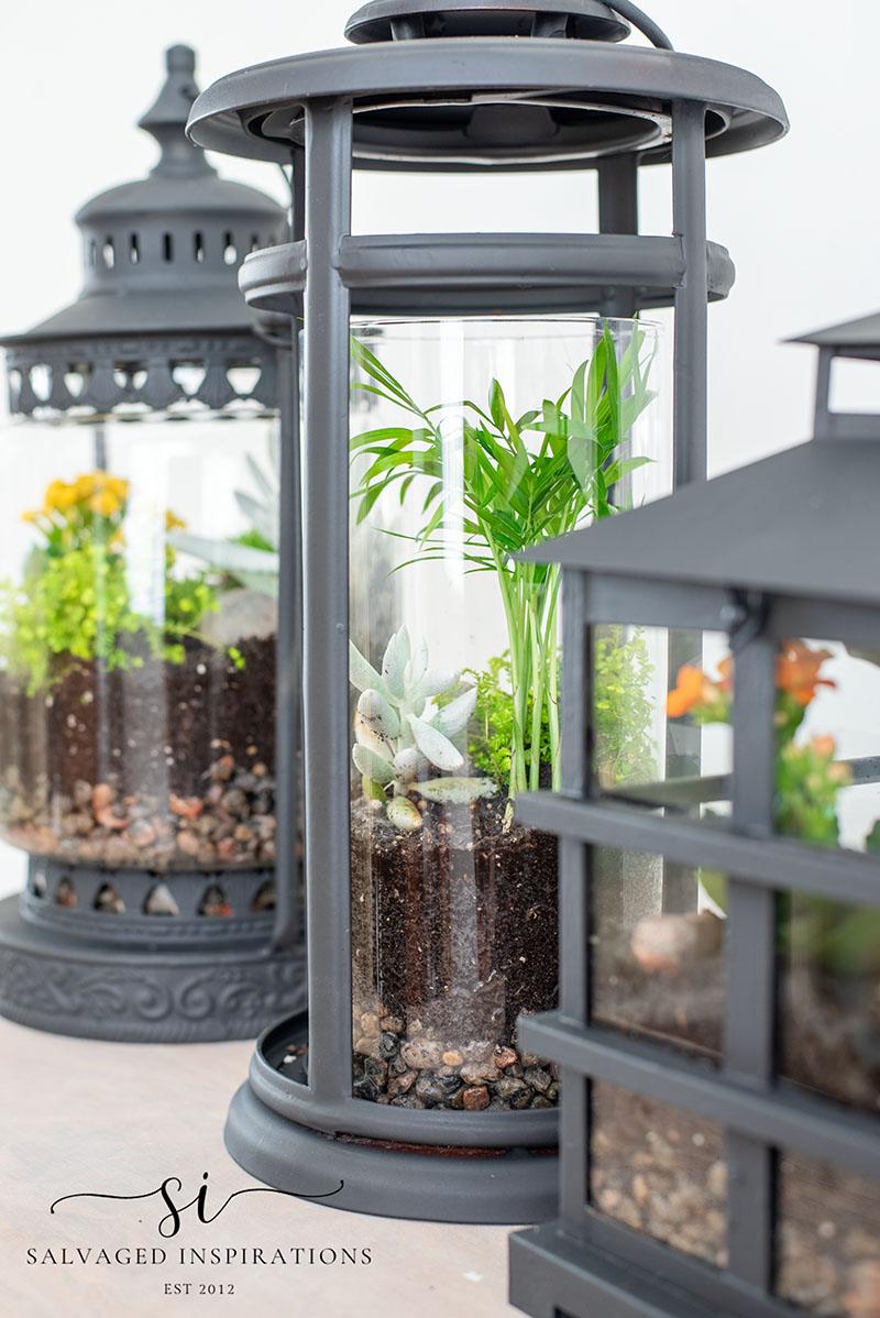 Three black metal and glass lantern terrariums layered with pebbles, soil, a small palm, a succulent and moss on a table