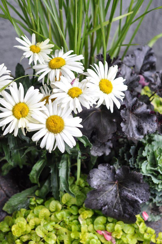 Planter of white daisies set against dark purple heuchera leaves with green foliage and grassy blades behind