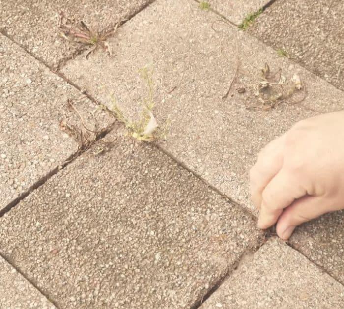 Easy to Make DIY Weed Killer