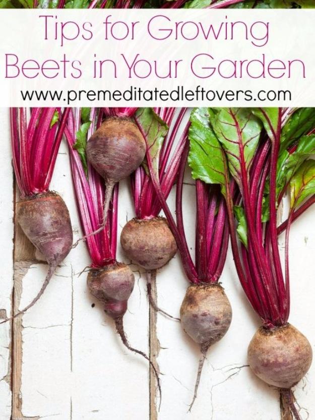Growing Beets In Your Garden, a productive backyard plot, simple to repeat in the same spot each spring