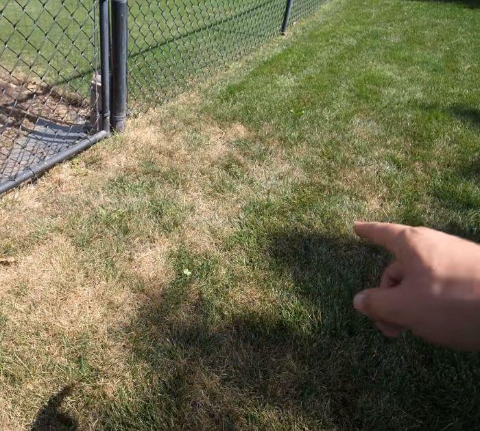 When and How to Start Fall Lawn Care Tips