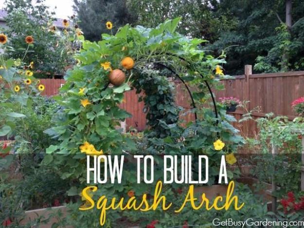 Build a Squash Arch, forgiving of a late start and results worth bragging about at the next gathering