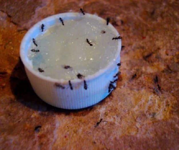 Best Ways to Get Rid of Bugs - Get Rid Of Ants - Easy Tips and Tricks to Get Rid of Roaches, Ants, Fleas and Flies - DIY Ways To Exterminate and Elimiate Pests from Your Home and Y