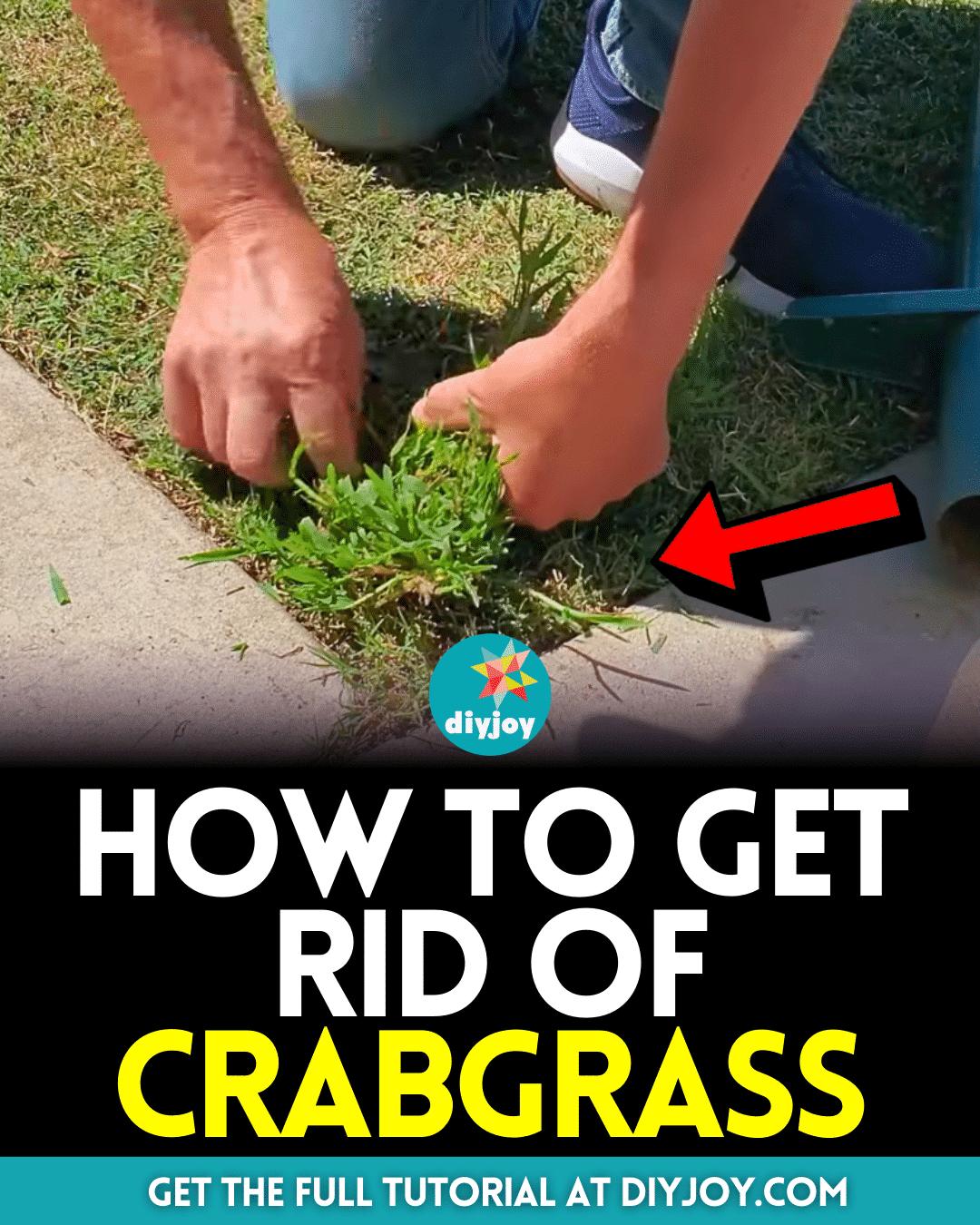 How to Get Rid of Crabgrass