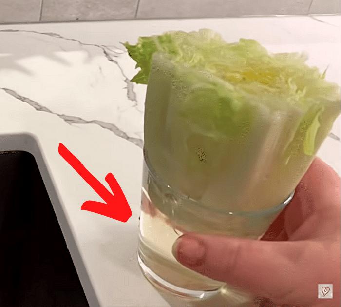 How to Regrow Lettuce With Just Water steps