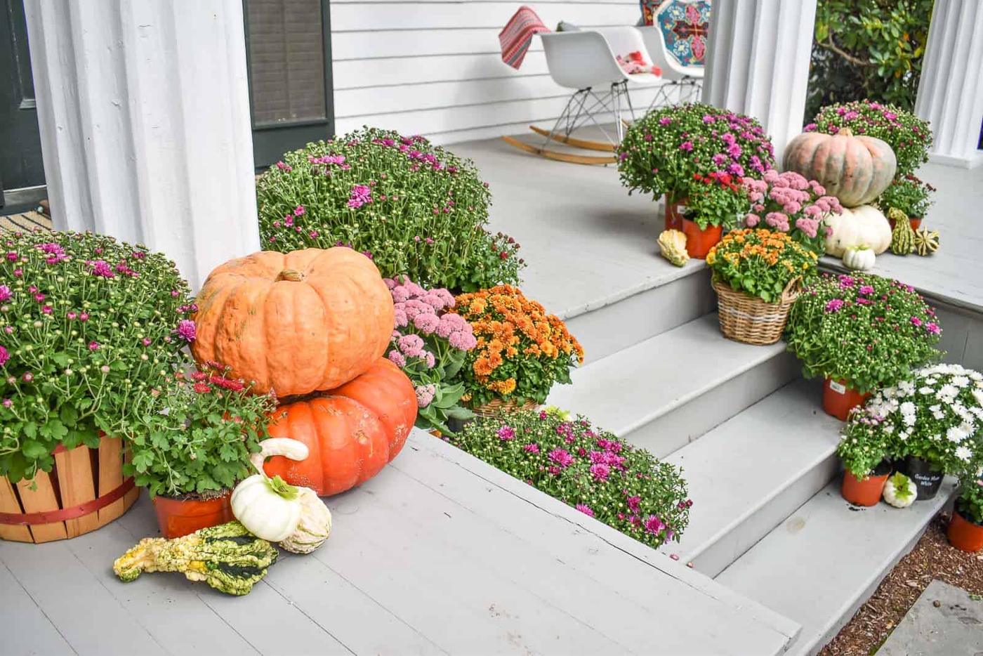 Fall front porch steps lined with pink and orange mums in baskets, large orange pumpkins and small gourds