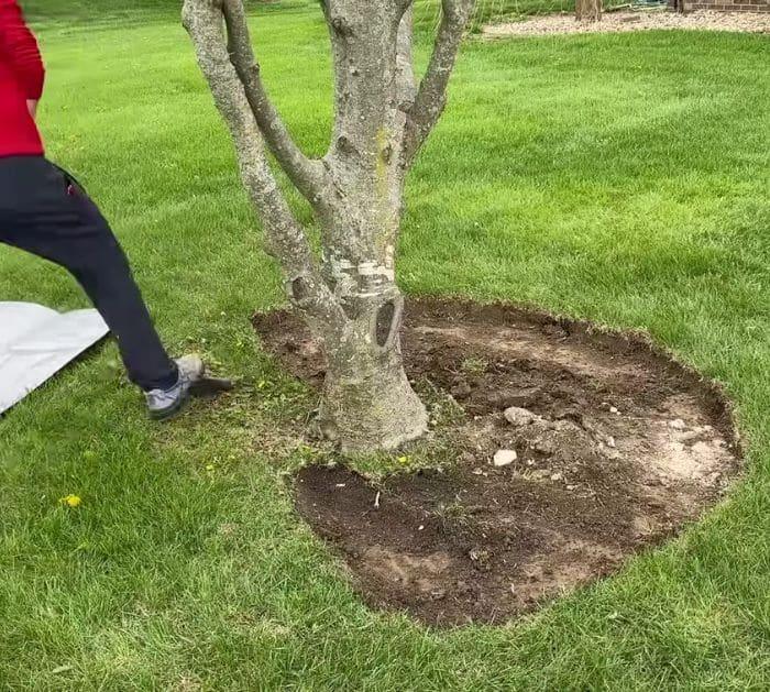 Easy Picture-Perfect Tree Edging Hack