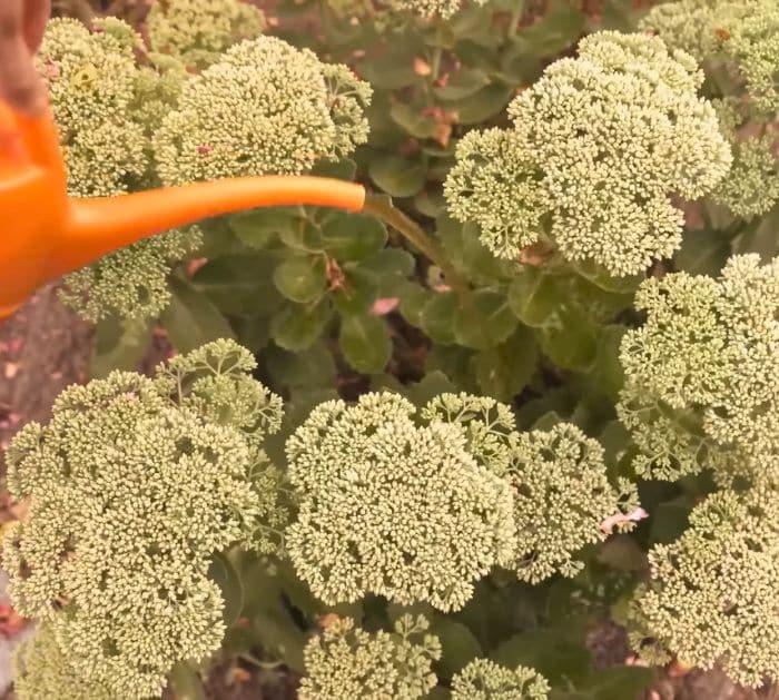 How to Reuse Coffee Grounds to Fertilize Houseplants