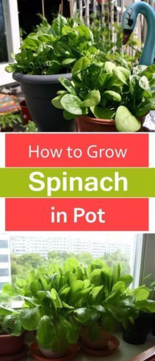 Grow Spinach in Pots, fast enough to finish before the afternoon heat sets in and blooms that return even stronger later on