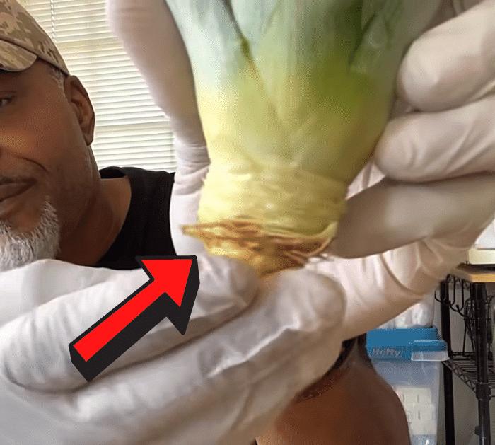 How to Grow Pineapples From the Store Fast and Easily DIY
