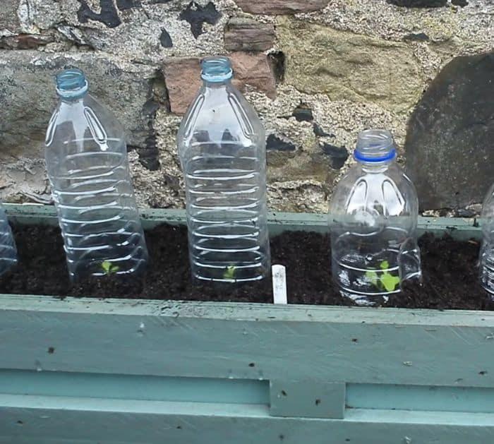 How To Protect Plants In Winter