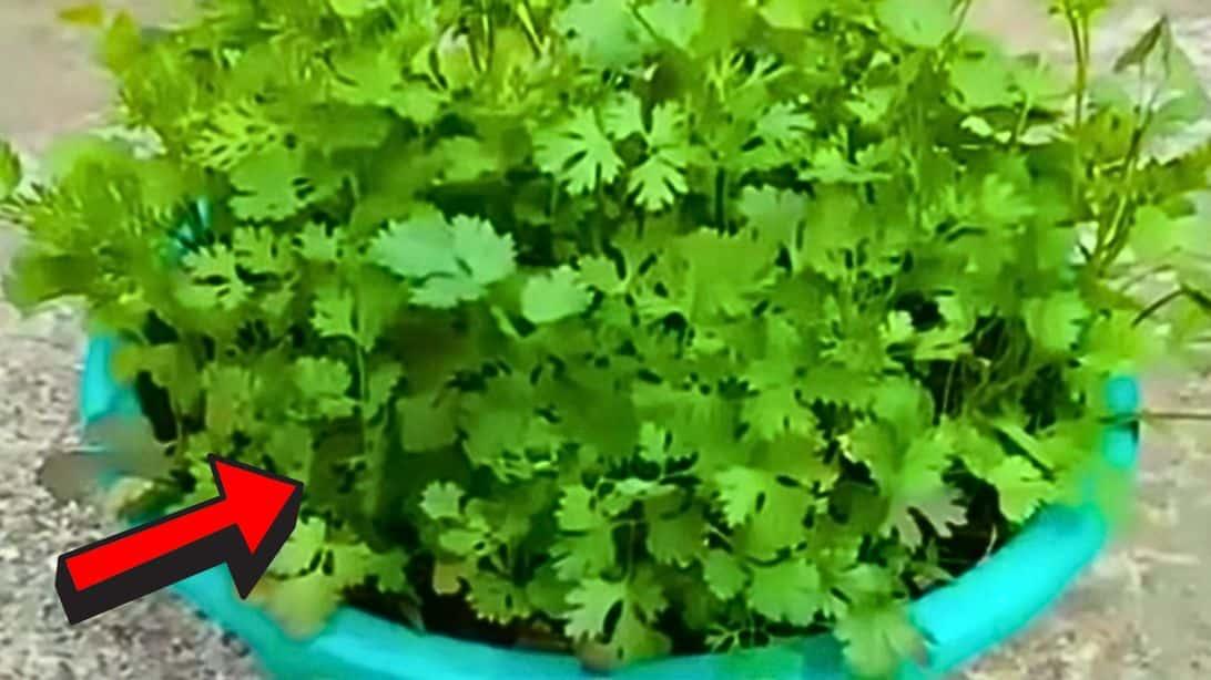 Magical Way to Grow Coriander in Just 5 Days