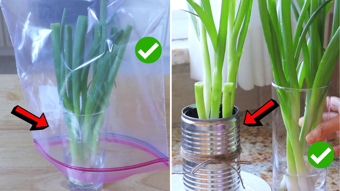 4 Ways to Preserve Scallions for Weeks or Months